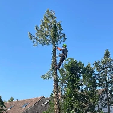 Abattage d'arbre par un arboriste-grimpeur professionnel dans le 77