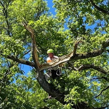 Élagueur grimpeur intervenant sur un arbre en Seine et Marne – Senot Paysage